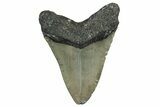 Serrated, Fossil Megalodon Tooth - North Carolina #345681-1